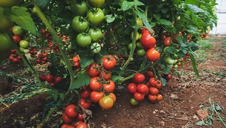 Traditional cookware is no flash in the pan-India News , Firstpost