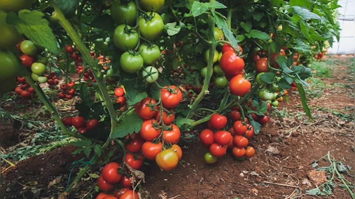 Food Files: From Portuguese introduction to British cultivation, story of tomatoes in Indian cuisine is a complex one