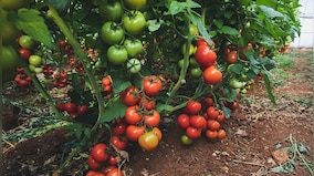 Food Files: From Portuguese introduction to British cultivation, story of tomatoes in Indian cuisine is a complex one