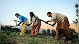 Increased work negatively impacts women farmers' nutrition, ability to make balanced meals: Study