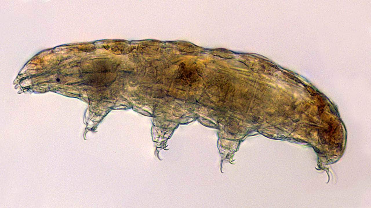 Cell Science-04 flies tardigrades, or water bears, to the space station for a study seeking to identify the genes involved in its adaptation and survival in high stress environments. Credits: Thomas Boothby, University of Wyoming/NASA