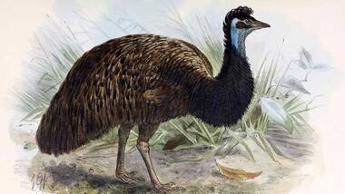 Researchers find eggshells of extinct Dwarf Emu in Australia's sand dunes