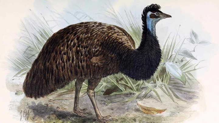 Researchers find eggshells of extinct Dwarf Emu in Australia's sand dunes Researchers find eggshells of extinct Dwarf Emu in Australia's sand dunes