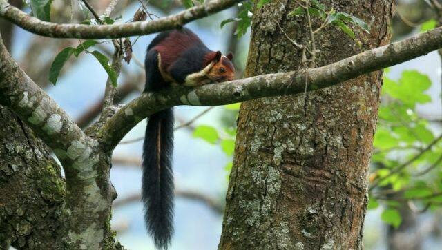 A grizzled squirrel inside Srivilliputhur forests.