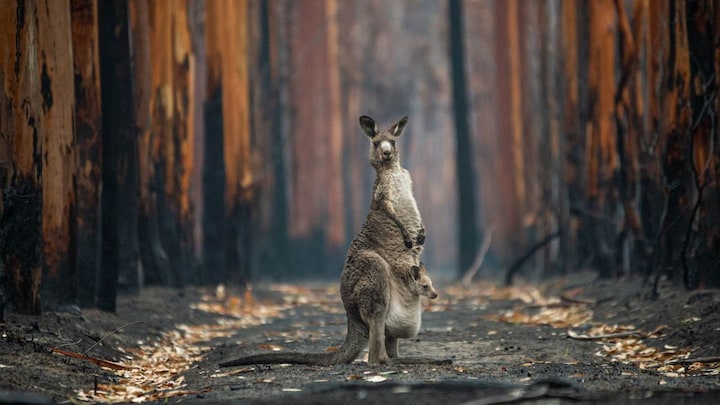 Nature and humans collide in these eight winning images from the 2021 BigPicture Competition