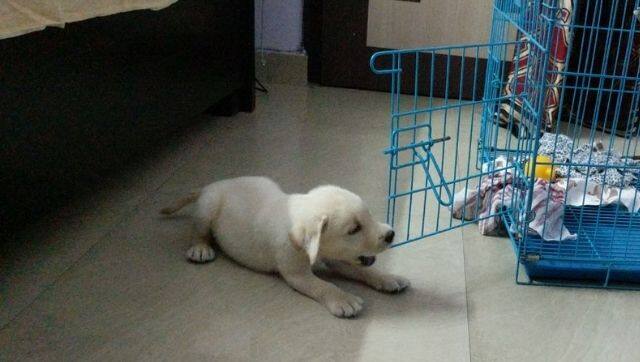 Six weeks old Bhuto. Image provided by author.