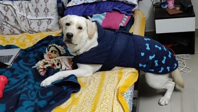 Pet parenting in a pandemic: Caring for a fur child during the COVID-19 crisis has its comforts — and challenges Pet parenting in a pandemic: Caring for a fur child during the COVID-19 crisis has its comforts — and challenges