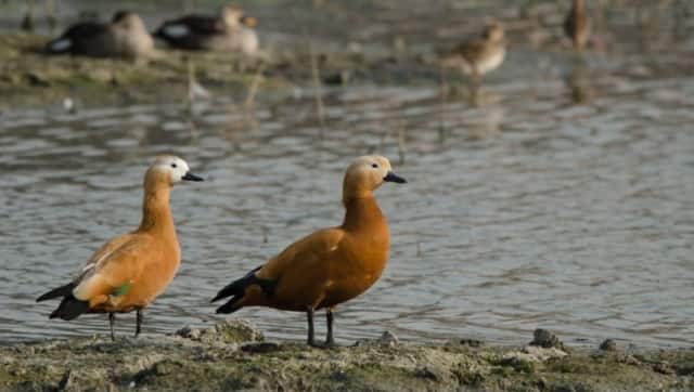 Brahminy ducks at the Thana community reserve pond site. Photo by Chetna Sharma/via Mongabay-India