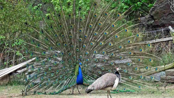 Charles Darwin might've got sexual selection backwards, new research suggests