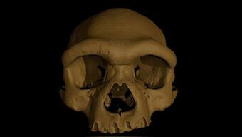 'Dragon Man' skull discovery in China may change our understanding of human evolution