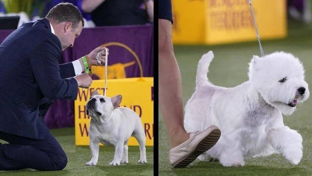 The French bulldog Matthew and the West Highland terrier Boy were among the finalists at the dog show. Images via The Associated Press/ Kathy Willens
