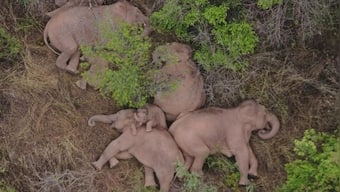 China's wandering elephant herd shines a light on habitat loss and conservation failures