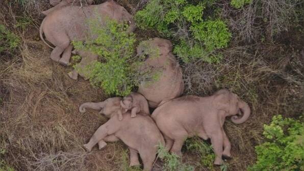 China's wandering elephant herd shines a light on habitat loss and conservation failures