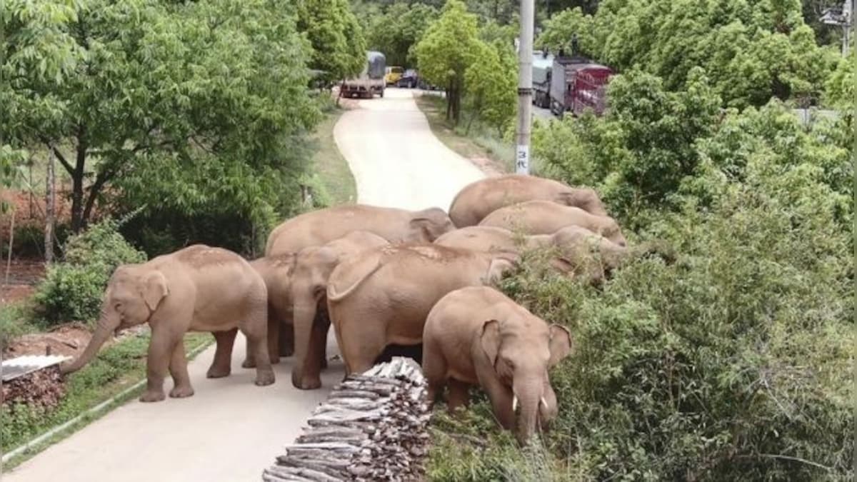 A herd of China’s wandering elephants is garnering international attention after 500-kilometre trek