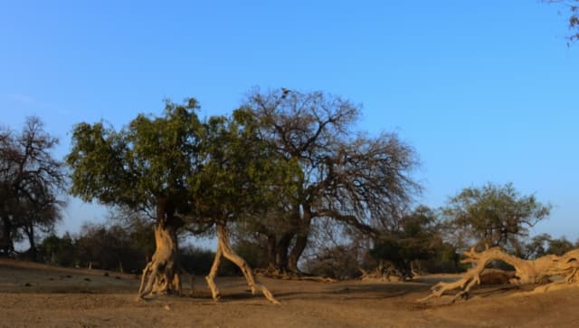 Old Jaal Trees at Thana community reserve. Photo by Chetna Sharma/via Mongabay-India