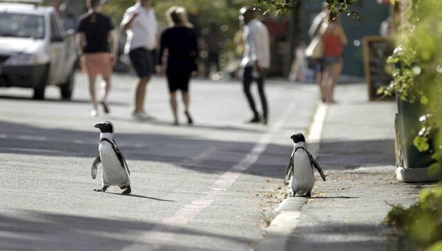 This image released by Netflix shows a scene from the eight-part series Penguin Town, debuting Wednesday (Netflix via AP)