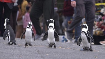 Netflix's Penguin Town explores endangered life of African critters who make annual trips to South Africa's Simon Town