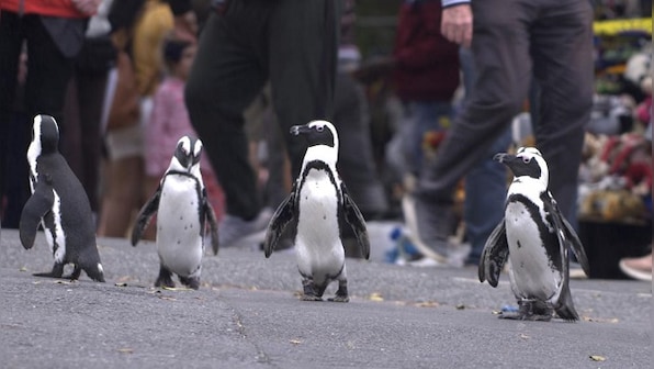 Netflix's Penguin Town explores endangered life of African critters who make annual trips to South Africa's Simon Town