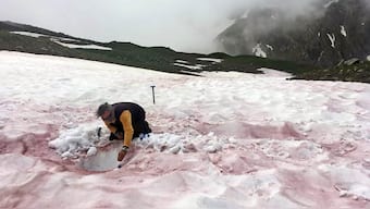 Glacier blood: Spring time in the French Alps cause algae blooms that turn the snow red