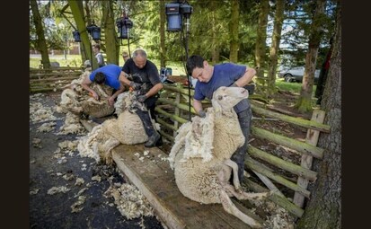 A BRIEF HISTORY OF SHEEP SHEARING TOAST MAGAZINE