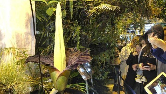 Hundreds gathered at the Warsaw University Botanical Gardens to click a picture of the endangered Sumatran Titan arum or the corpse flower. Image via The Associated Press/ Monika Scislowska