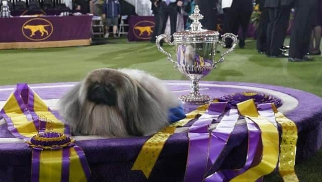 Wasabi resting on the podium with the winner's trophy and ribbon after the dog show. Image via The Associated Press/ Kathy Willens