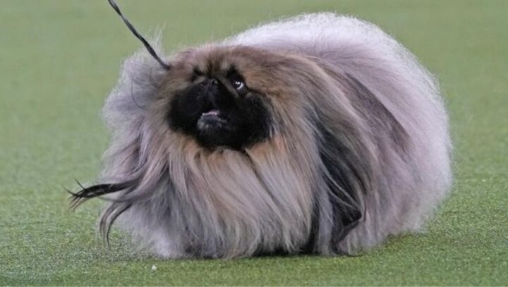 Wasabi, the Pekingese, wins Best in Show at the prestigious Westminster Kennel Club competition