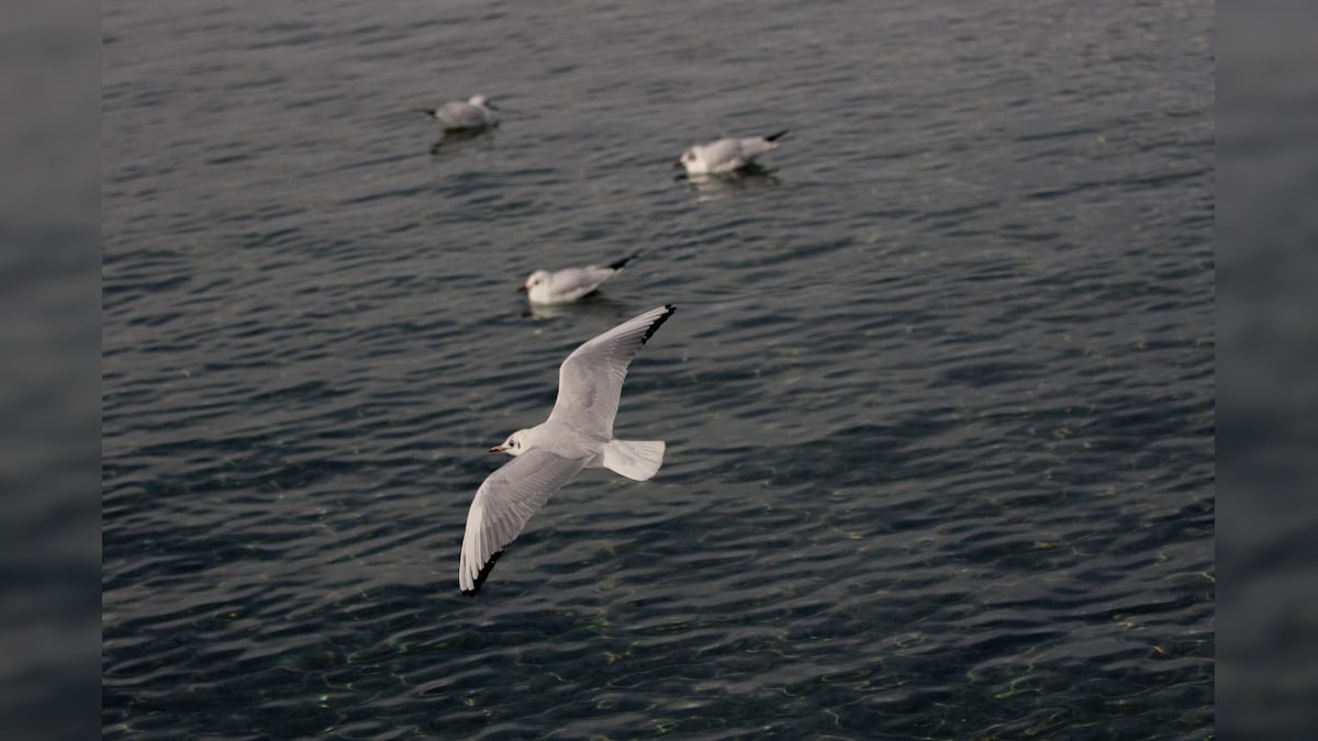 World Oceans Day 2021: Seabirds act like canaries in a coal mine, send an urgent message from the ocean