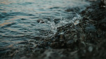 World Oceans Day 2021: Can we use bio-fouling organisms to extract energy from ocean waves?