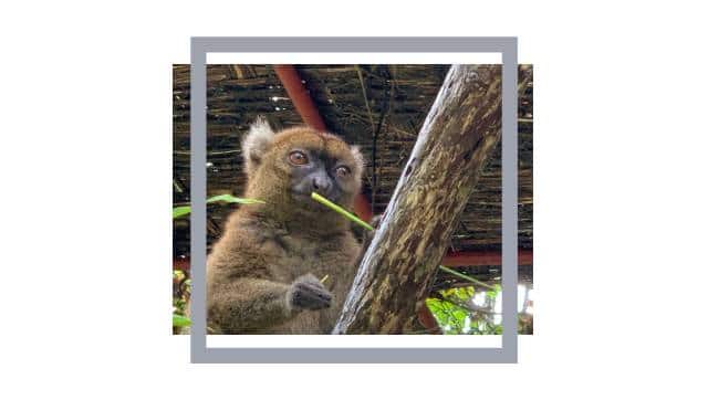 Greater bamboo lemur