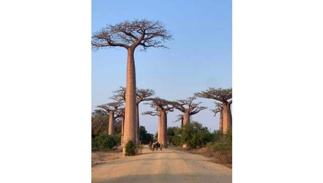 Baobab trees. All photos © Abhay K