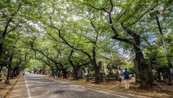Japanese 'tree burials' gain popularity across the globe as lack of burial spaces demand change in age-old funeral practices