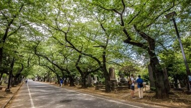 Japanese 'tree burials' gain popularity across the globe as lack of burial spaces demand change in age-old funeral practices