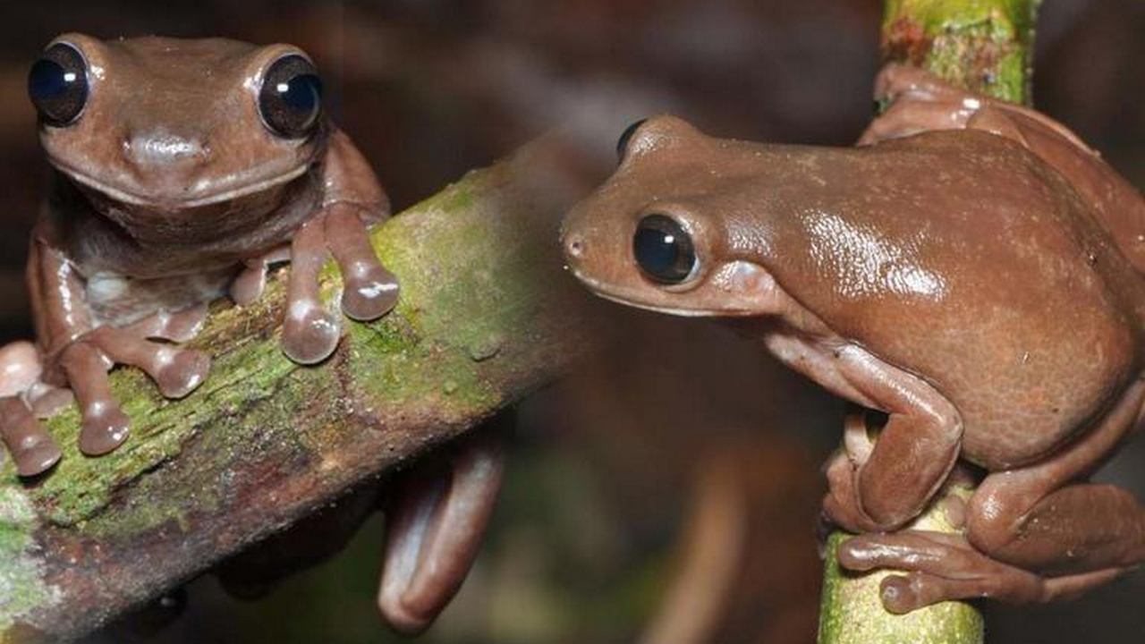 Australian scientist discovers 'Chocolate Frog'; calls it a new addition to the animal kingdom Australian scientist discovers 'Chocolate Frog'; calls it a new addition to the animal kingdom