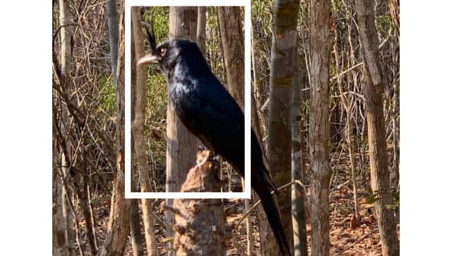 Crested drongo