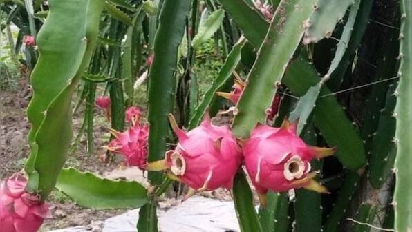 Dragon fruit farming has taken wing in north Bengal creating better prospects of income generation for farmers