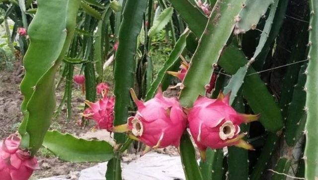 Dragon fruit farming has taken wing in north Bengal creating better prospects of income generation for farmers Dragon fruit farming has taken wing in north Bengal creating better prospects of income generation for farmers