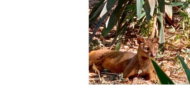 Fossa