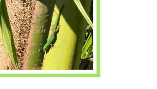 Gecko