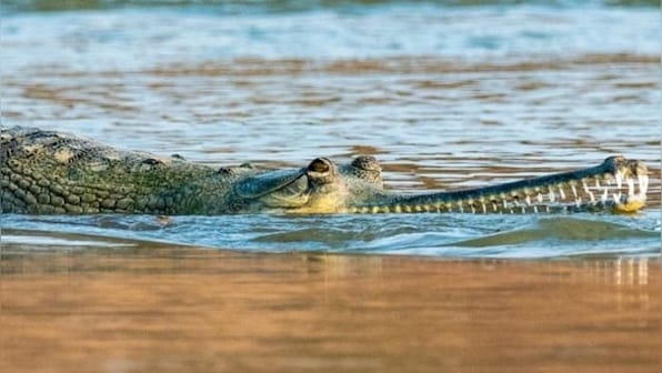 The spotting of a female gharial's nest in Odisha underlines the state's efforts to revive the critically endangered species