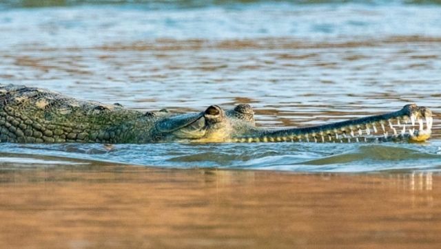 The spotting of a female gharial's nest in Odisha underlines the state's efforts to revive the critically endangered species The spotting of a female gharial's nest in Odisha underlines the state's efforts to revive the critically endangered species