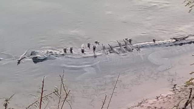 A screengrab of mother gharial with hatchlings. Photo by Odisha Forest Department via Mongabay-India
