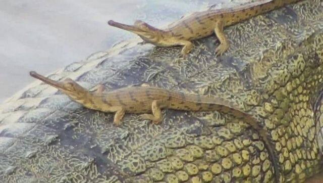 Hatchlings spotted on mother gharial in the Mahanadi river system in Odisha. Photo by Odisha Forest Department via Mongabay-India