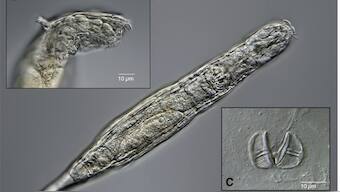 Micro-animal frozen in Siberia's permafrost for 24,000 years comes back to life