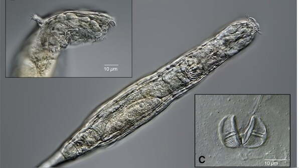 Micro-animal frozen in Siberia's permafrost for 24,000 years comes back to life