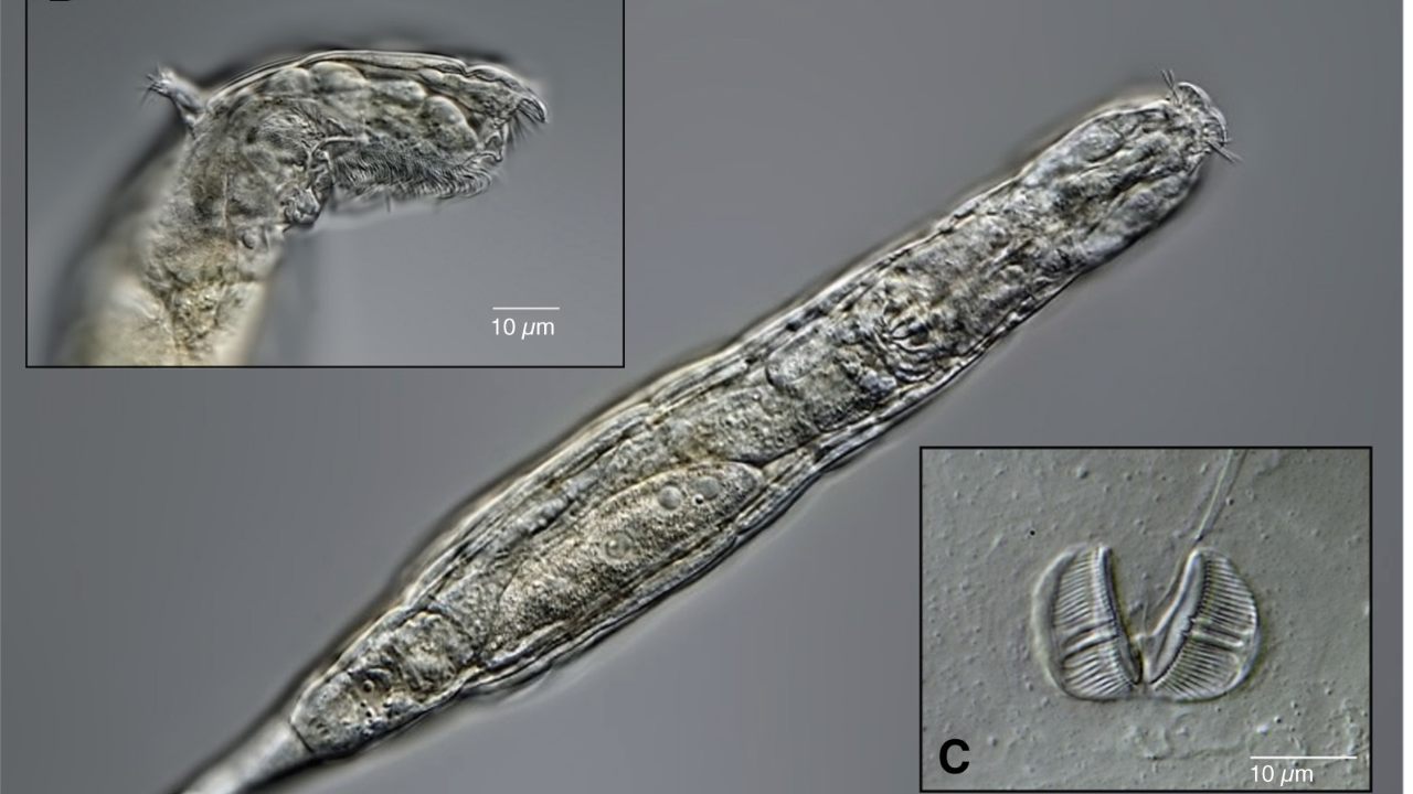 Micro-animal frozen in Siberia's permafrost for 24,000 years comes back to life Micro-animal frozen in Siberia's permafrost for 24,000 years comes back to life