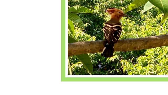 Hoopoe