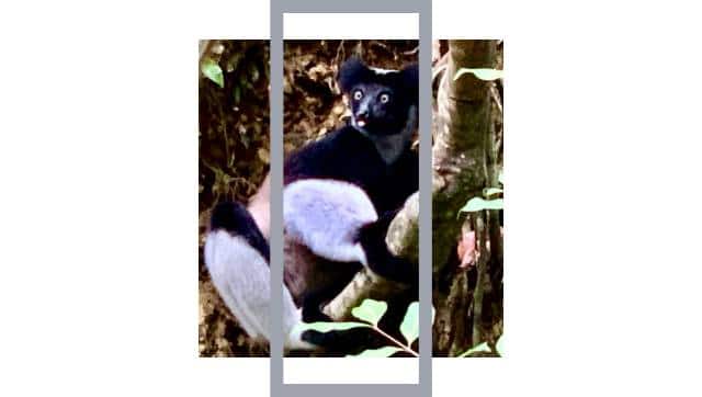 Indri indri