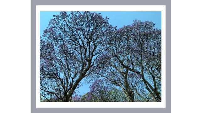 Jacaranda