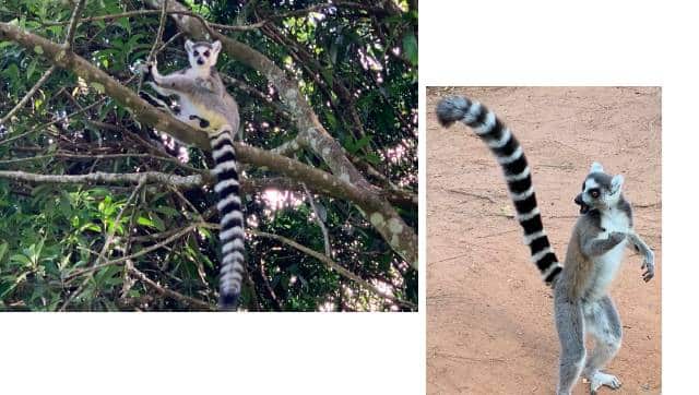 Lemurs